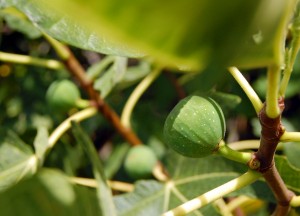 Green figs from alegriphotos.com